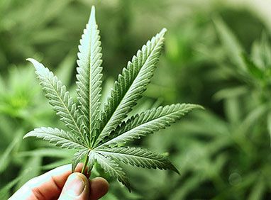 Наркотик лсд марихуана посадить корень конопли